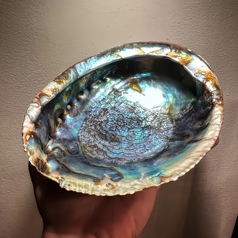 Abalone-schelp plantenbakken,  - Outdoor Furniture Material recensie en prijs